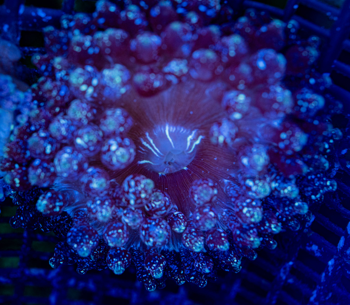Rare - Dark Knight Black Glitter Anemone