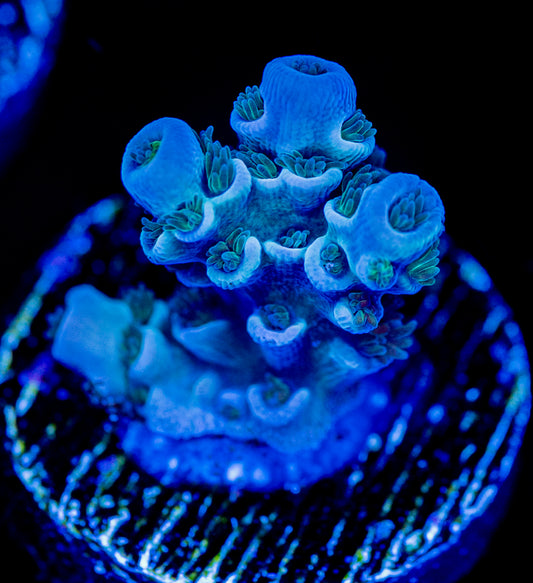 RAS Cookie Monster WYSIWYG