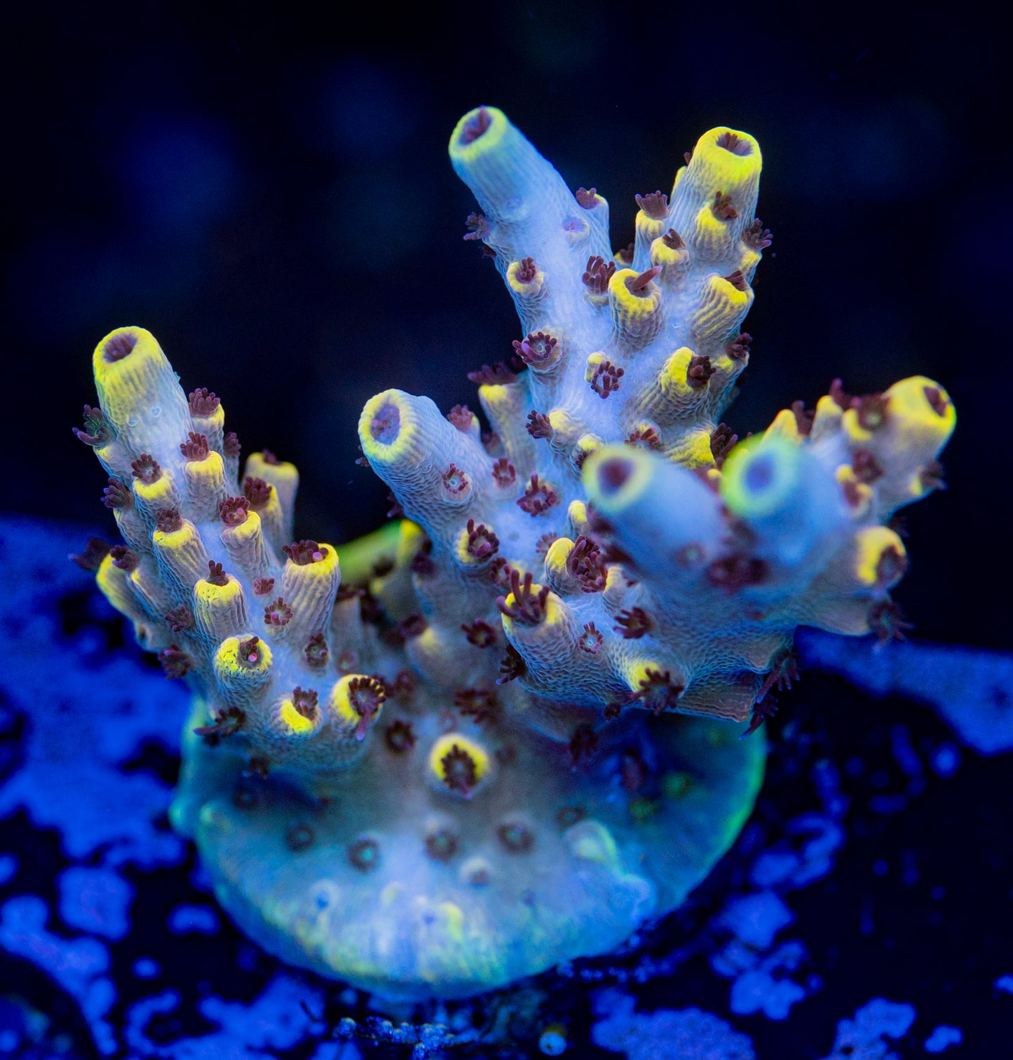 Pink Floyd Acropora WYSIWYG