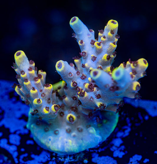 Pink Floyd Acropora WYSIWYG