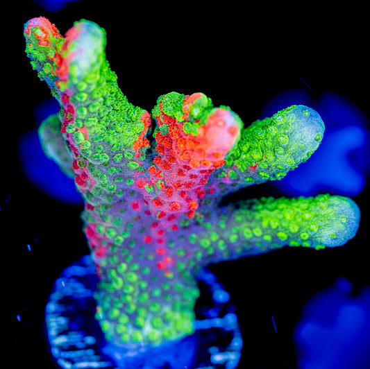 Contraband Digi WYSIWYG 01