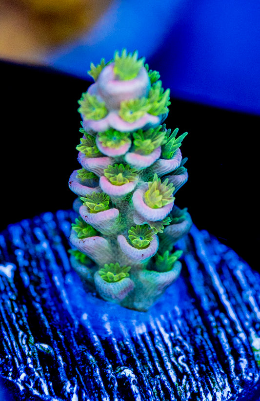 RAS Rising Sun WYSIWYG 01