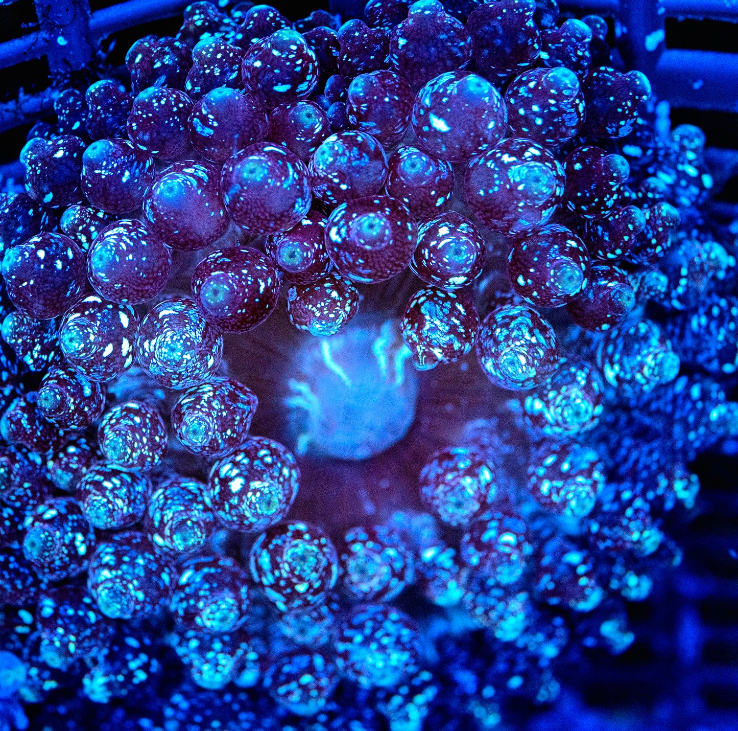 Rare - Dark Knight Black Glitter Anemone