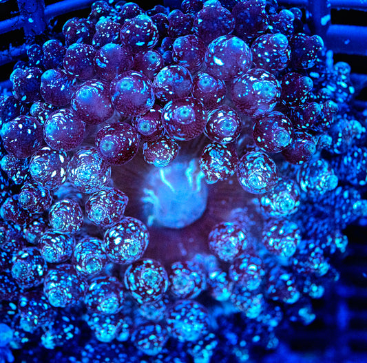 Rare - Dark Knight Black Glitter Anemone