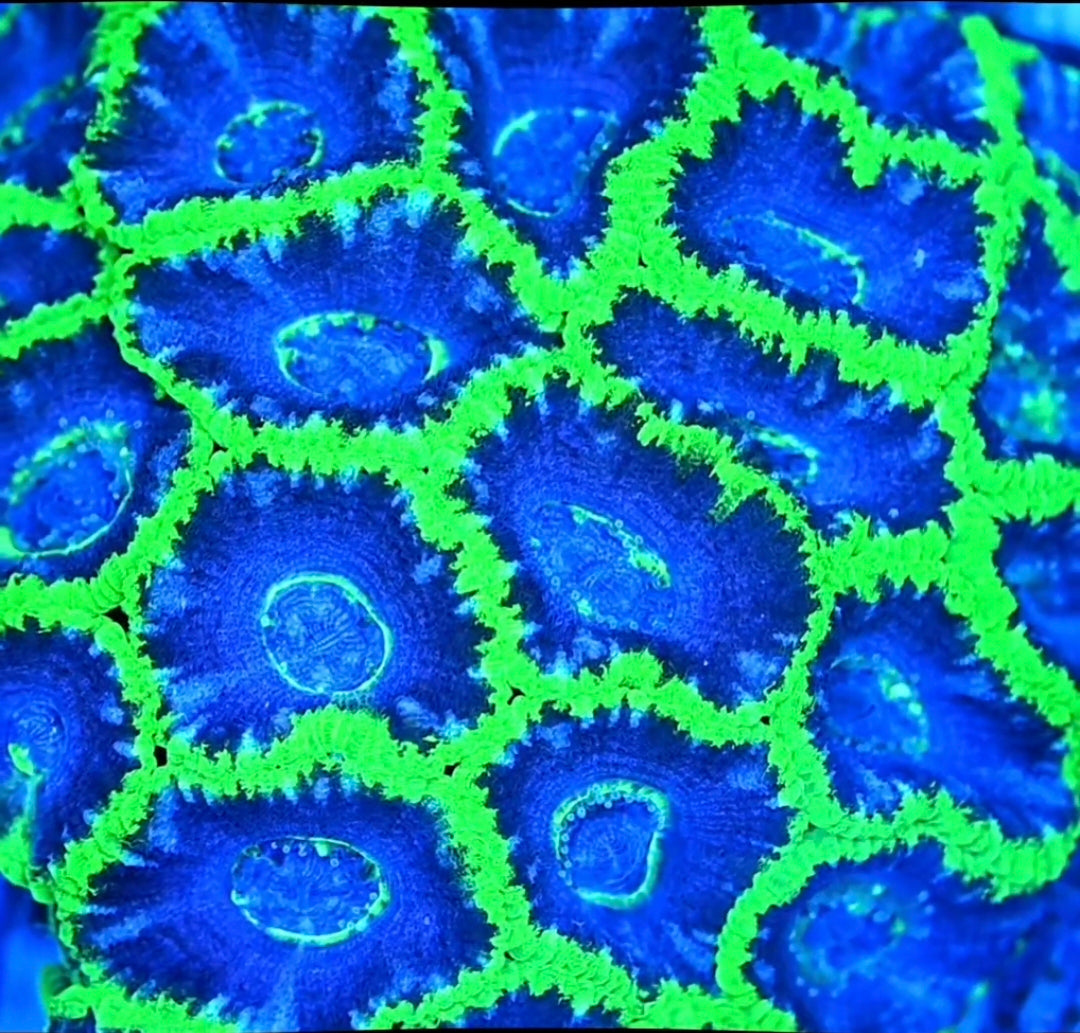 RAS Super Freak Acan