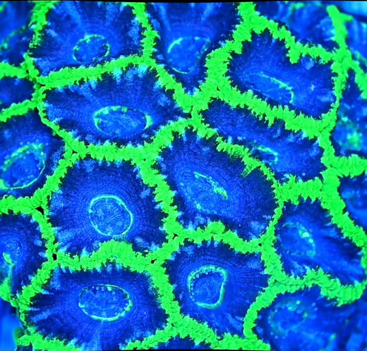 RAS Super Freak Acan