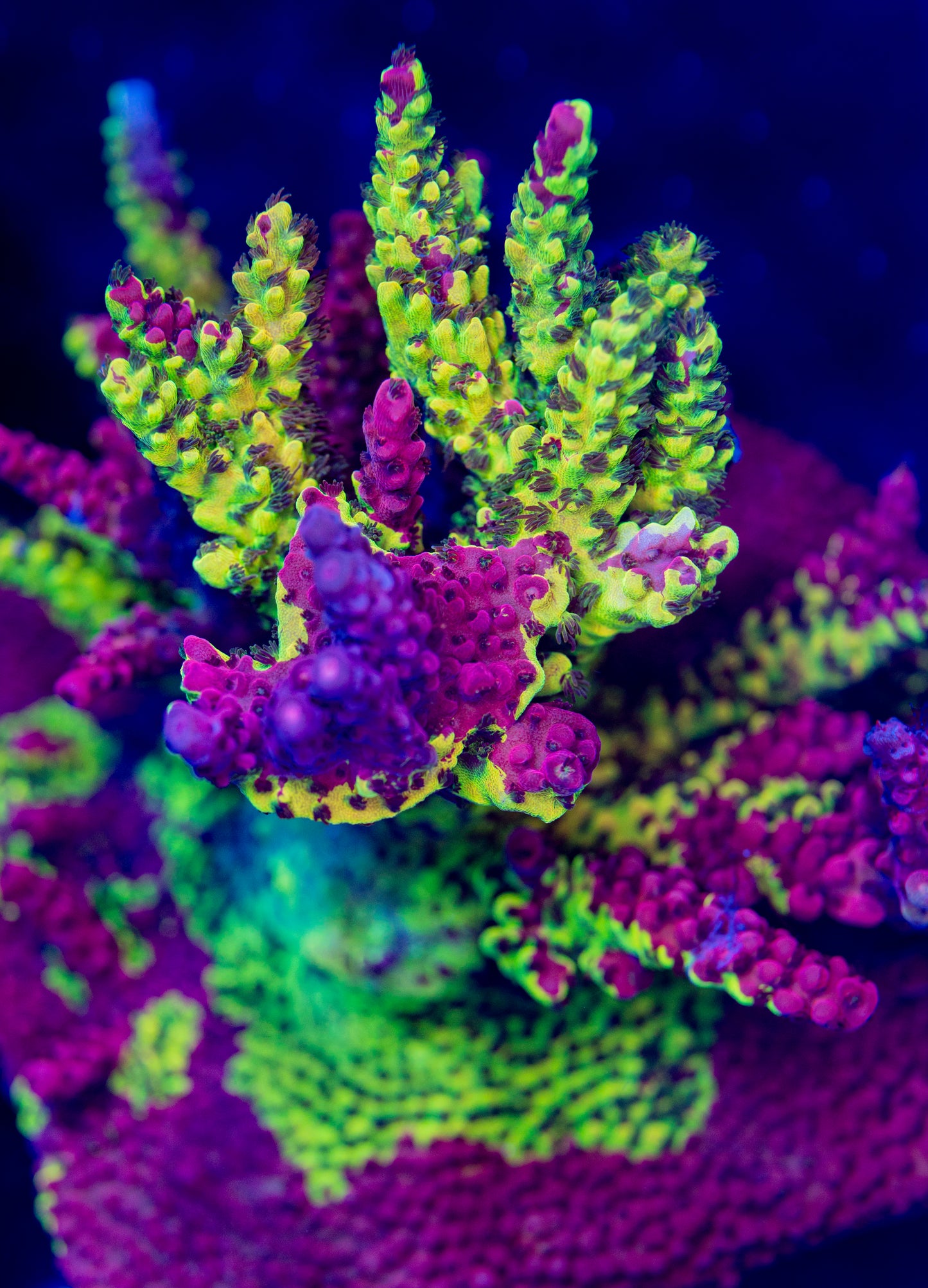 PC Splice Grafted Acropora - NOT WYSIWYG