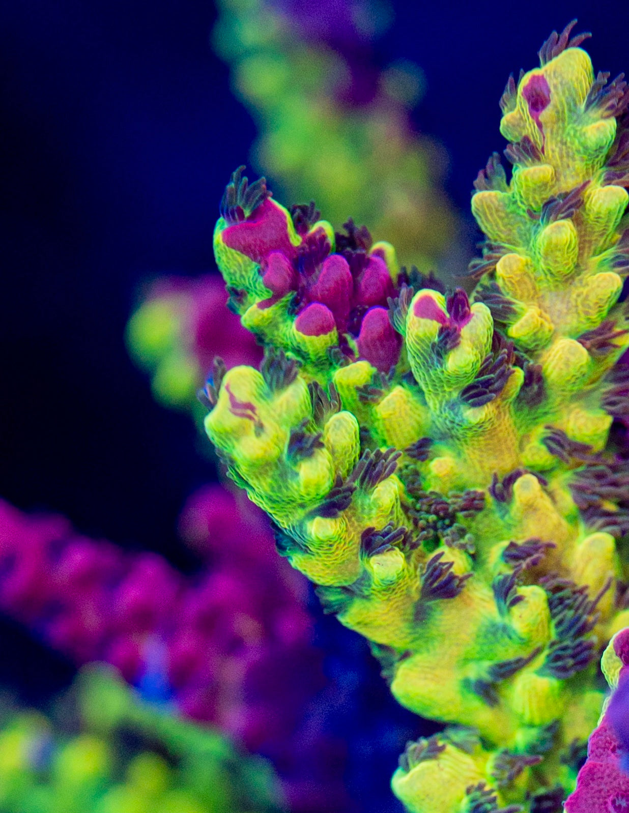 PC Splice Grafted Acropora - NOT WYSIWYG