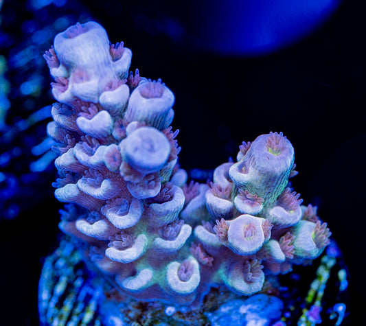 RAS Fuego Azul WYSIWYG 04