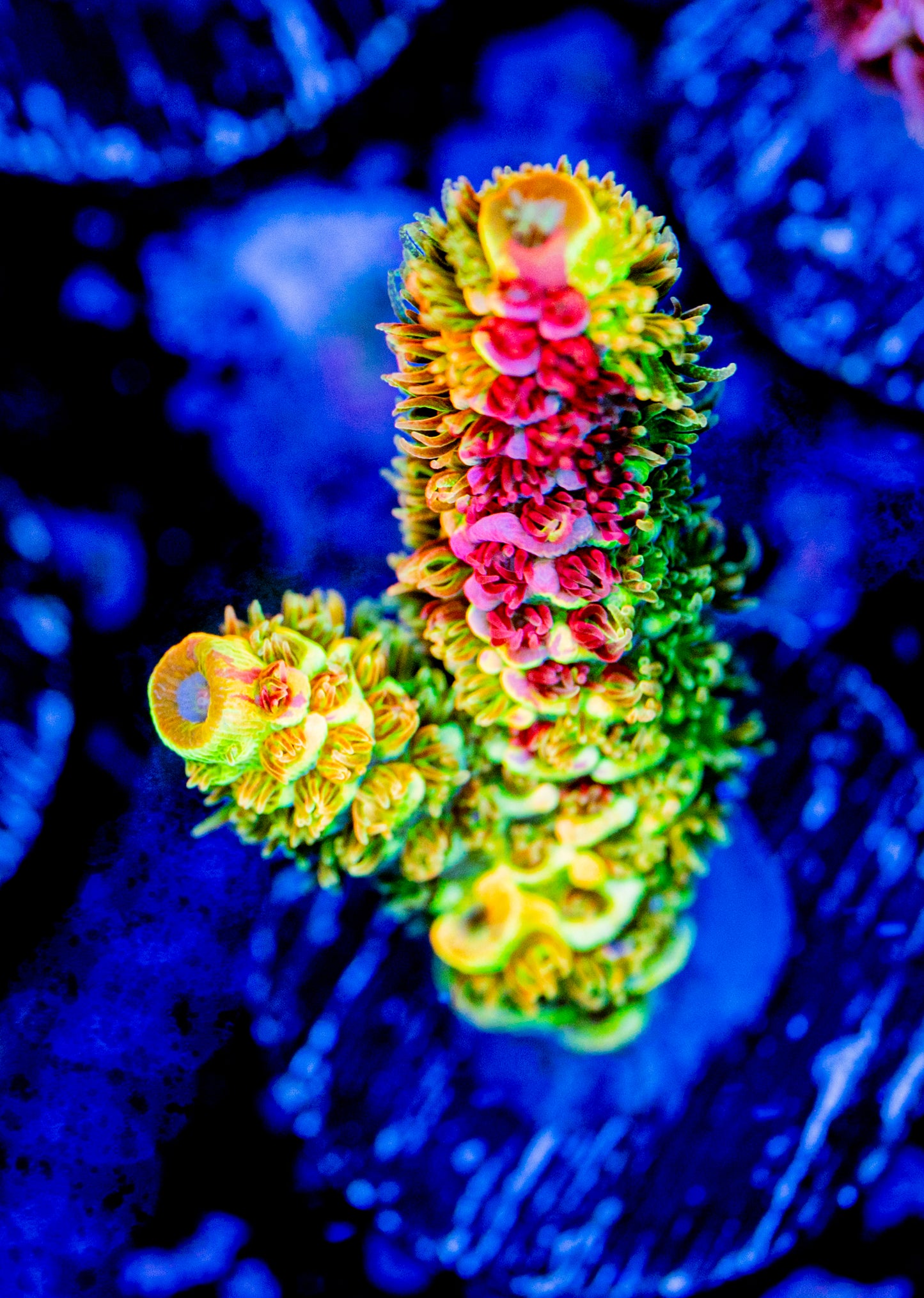 RR Rainbow Splice - WYSIWYG 01