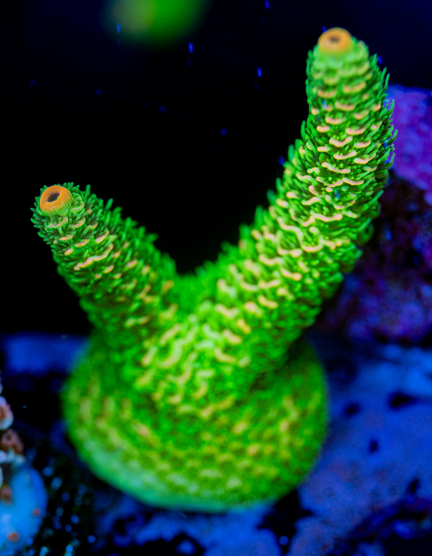 Watermelon Milli WYSIWYG