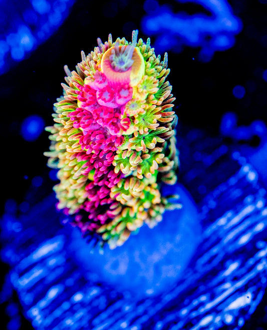 RR Rainbow Splice - WYSIWYG