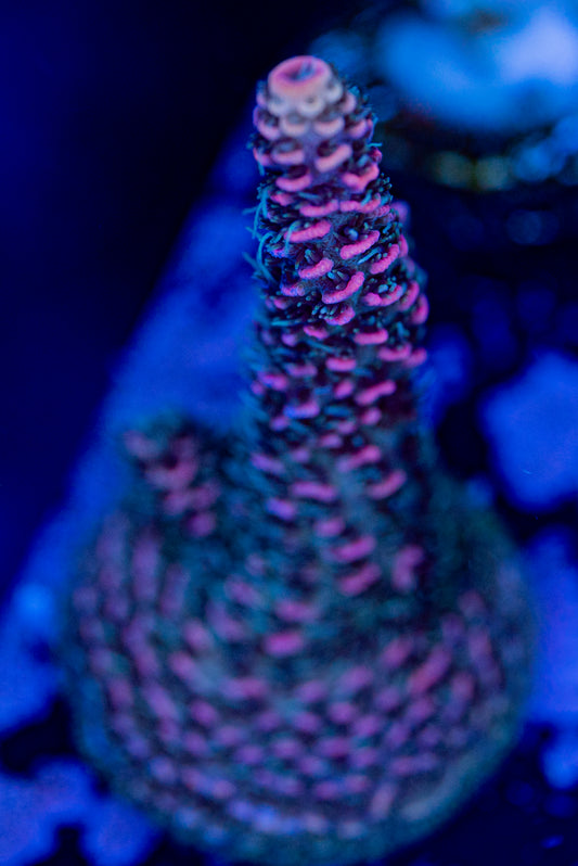 RAS Purple Kush WYSIWYG 01