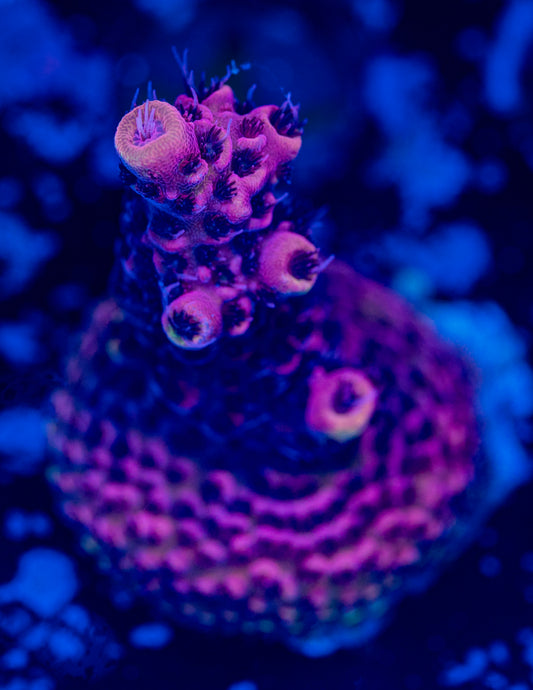 Burning Embers Milli WYSIWYG