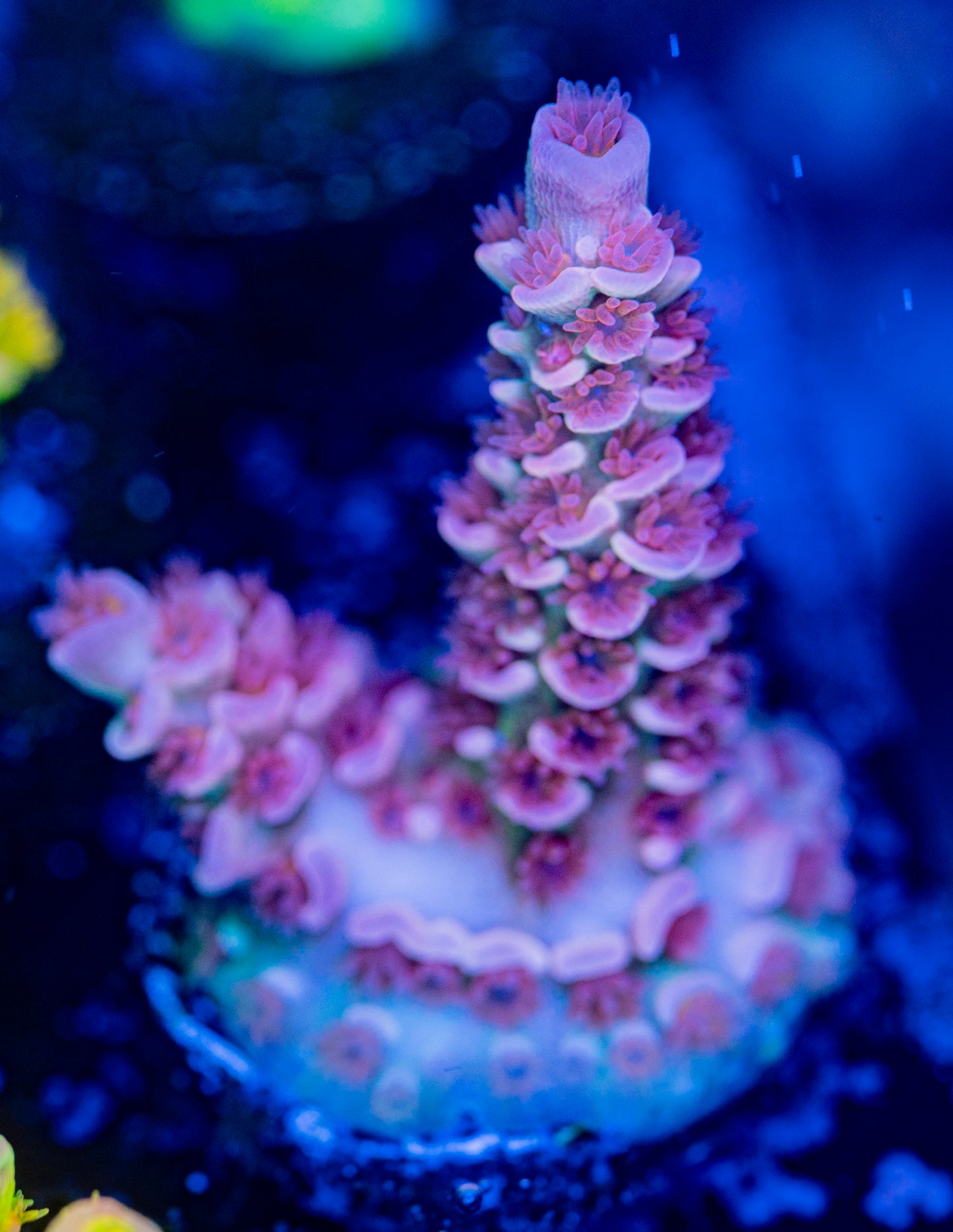 RAS Cherry Blossom WYSIWYG