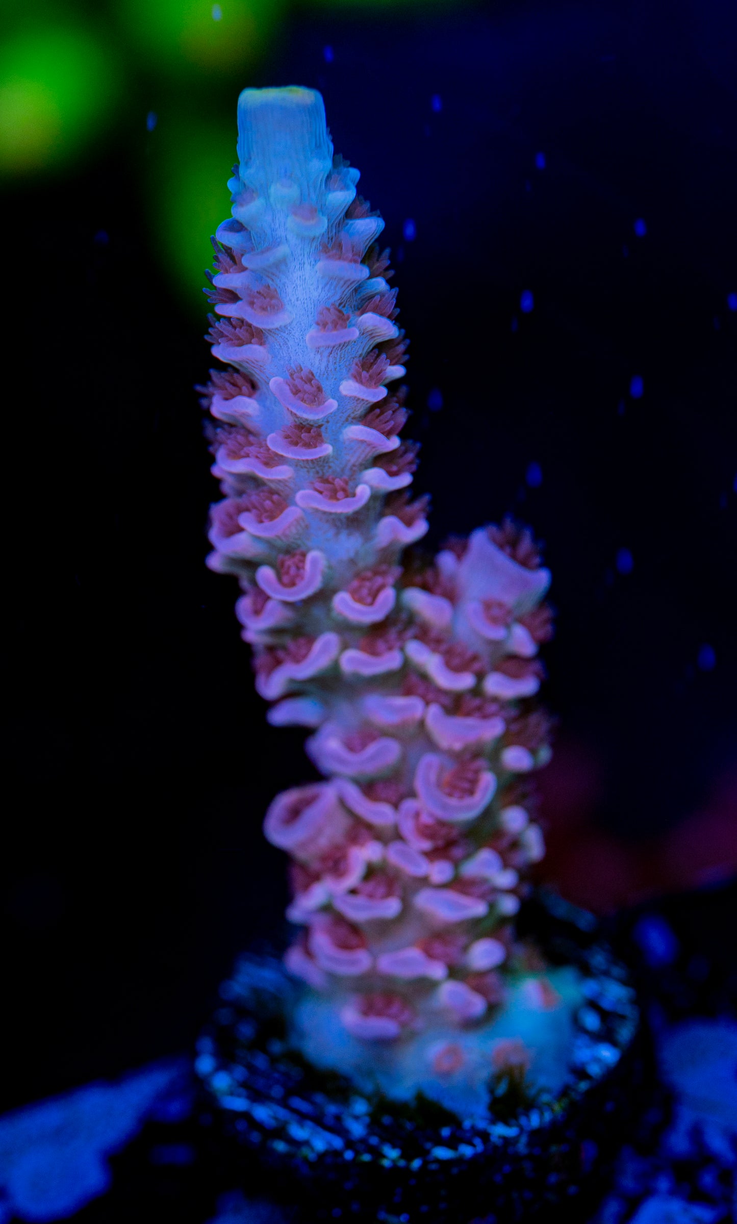 RAS Japanese Cherry Blossom WYSIWYG