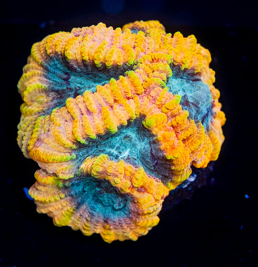 Yellow Submarine Favia - WYSIWYG 8447