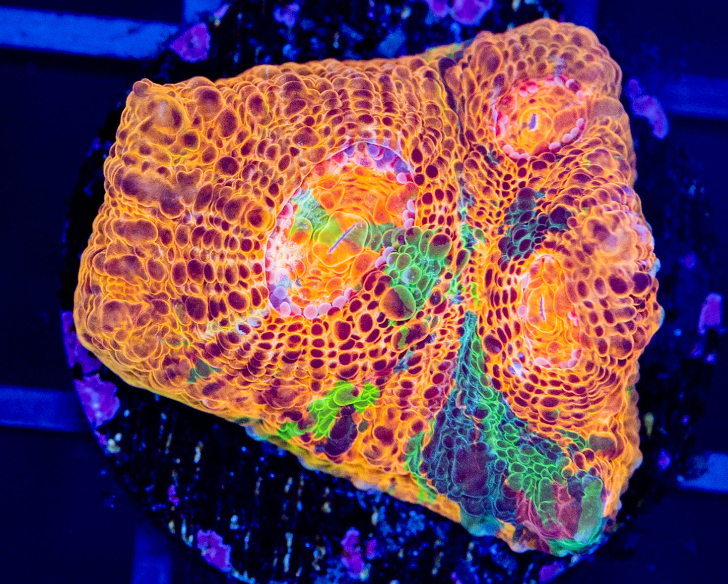 t06F Kaleidoscope Chalice