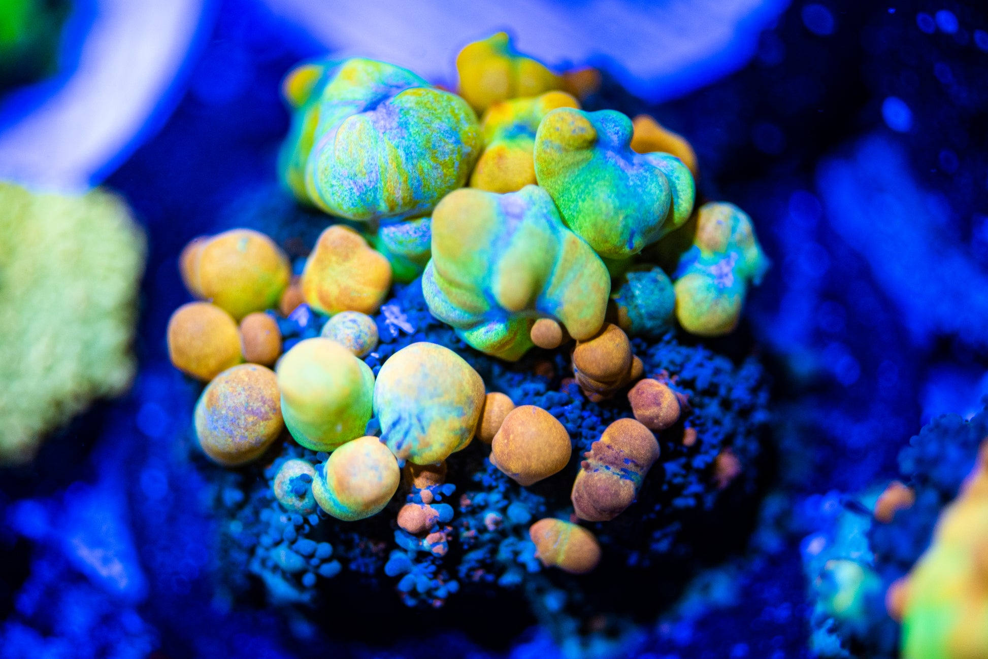 OG Bounce Mushrooms Reef Aquaculture Specialists