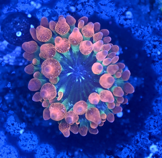 Bubbles tips anemone