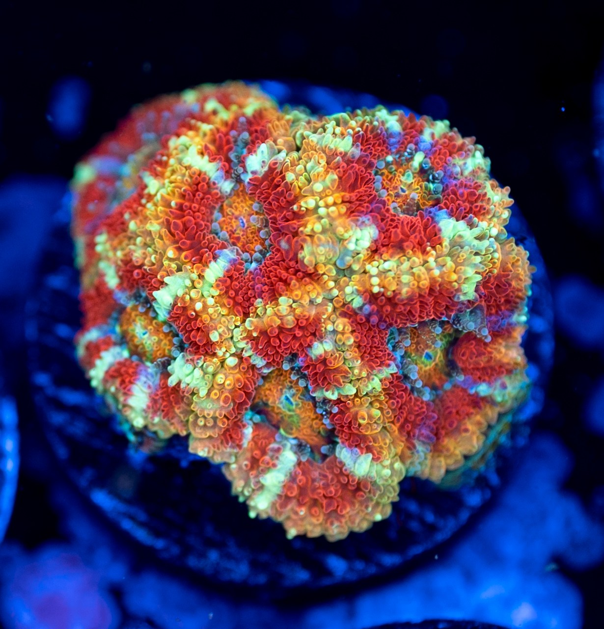 RAS Kings Crown – Reef Aquaculture Specialists